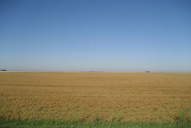 saskatchewan-wheat-field-600x450